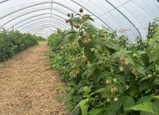 Popraw jakość owoców na plantacjach malin jesiennych i przygotuj letnie maliny na zimę