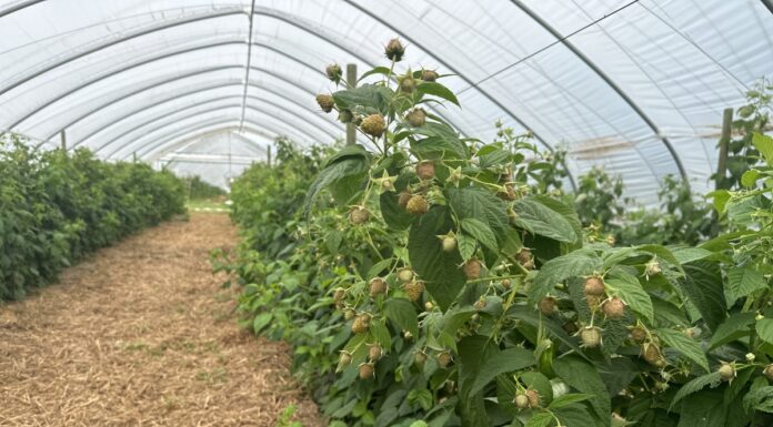 Popraw jakość owoców na plantacjach malin jesiennych i przygotuj letnie maliny na zimę