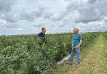 Borówka po zbiorze owoców – to dobry czas na dostarczenie roślinom wapnia, potasu, siarki i mikroelementów