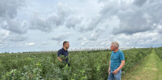 Borówka po zbiorze owoców – to dobry czas na dostarczenie roślinom wapnia, potasu, siarki i mikroelementów