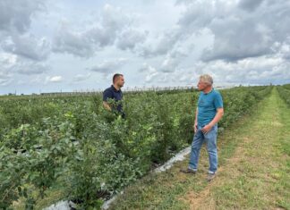 Borówka po zbiorze owoców – to dobry czas na dostarczenie roślinom wapnia, potasu, siarki i mikroelementów