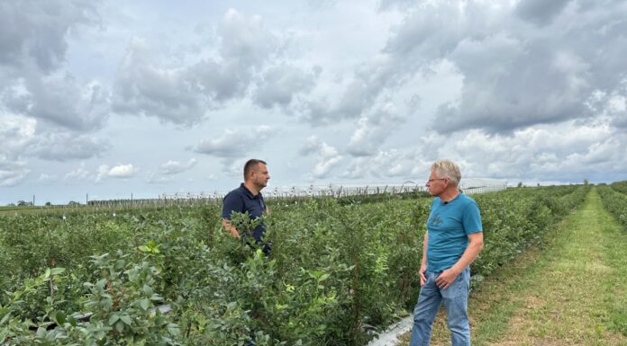 Borówka po zbiorze owoców – to dobry czas na dostarczenie roślinom wapnia, potasu, siarki i mikroelementów