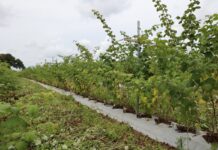 To nawożenie ma pomóc malinom lepiej przezimować