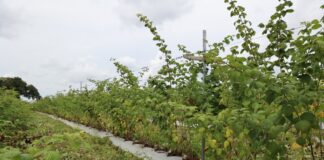 To nawożenie ma pomóc malinom lepiej przezimować