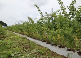 To nawożenie ma pomóc malinom lepiej przezimować