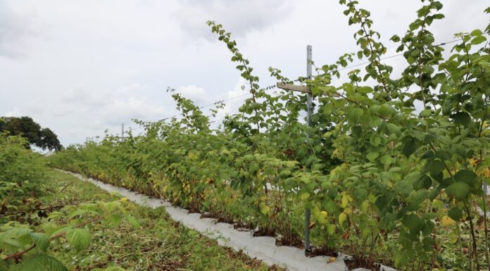 To nawożenie ma pomóc malinom lepiej przezimować