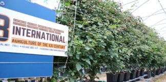 Gospodarstwo jagodowe jak nowoczesna firma