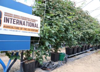 Gospodarstwo jagodowe jak nowoczesna firma