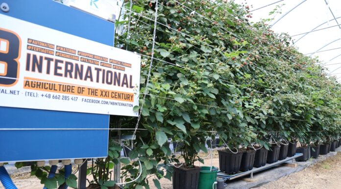 Gospodarstwo jagodowe jak nowoczesna firma