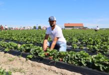 Nowe odmiany truskawek z angielskim i włoskim rodowodem w projekcie Truskawkowe Inspiracje