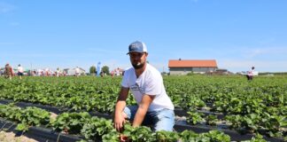 Nowe odmiany truskawek z angielskim i włoskim rodowodem w projekcie Truskawkowe Inspiracje