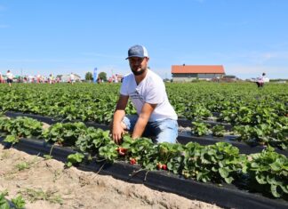 Nowe odmiany truskawek z angielskim i włoskim rodowodem w projekcie Truskawkowe Inspiracje