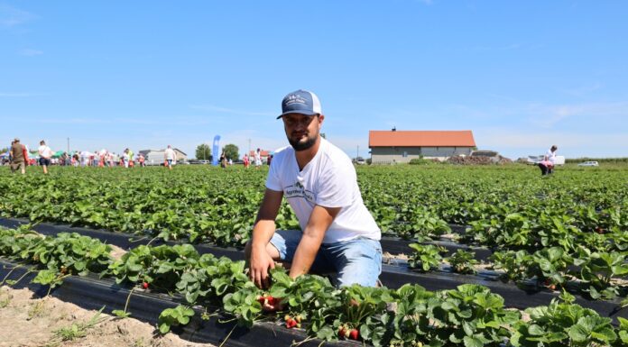 Nowe odmiany truskawek z angielskim i włoskim rodowodem w projekcie Truskawkowe Inspiracje