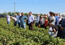 Te nowe polskie odmiany truskawek dobrze plonują