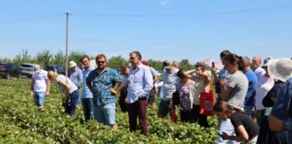 Te nowe polskie odmiany truskawek dobrze plonują