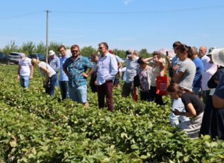 Te nowe polskie odmiany truskawek dobrze plonują