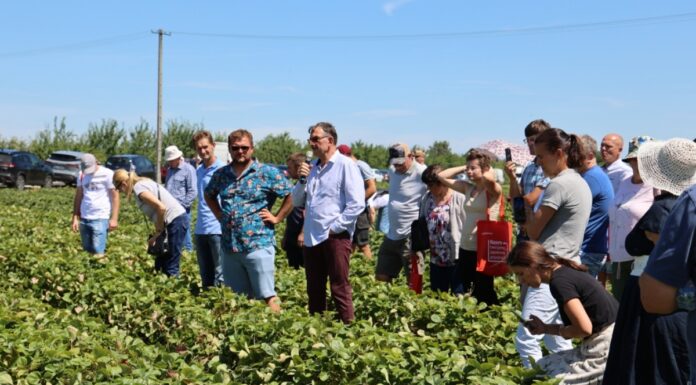 Te nowe polskie odmiany truskawek dobrze plonują
