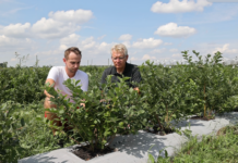 Technologia węglowa w uprawie borówki – spektakularny efekt w projekcie Borówkowe Factory