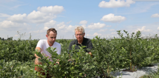 Technologia węglowa w uprawie borówki – spektakularny efekt w projekcie Borówkowe Factory