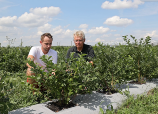 Technologia węglowa w uprawie borówki – spektakularny efekt w projekcie Borówkowe Factory