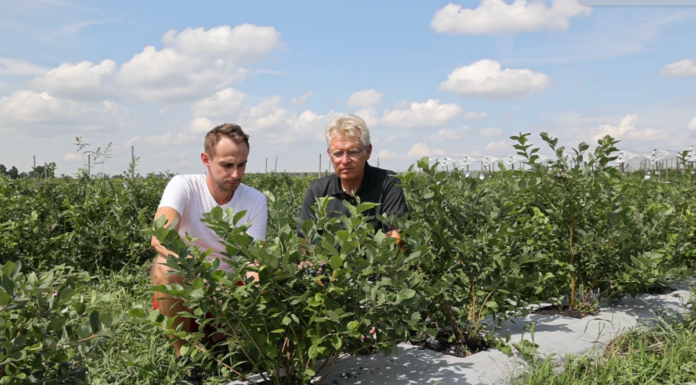 Technologia węglowa w uprawie borówki – spektakularny efekt w projekcie Borówkowe Factory