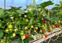 Jak w Polsce uprawiać ‘Karimę’?