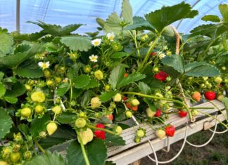 Jak w Polsce uprawiać ‘Karimę’?