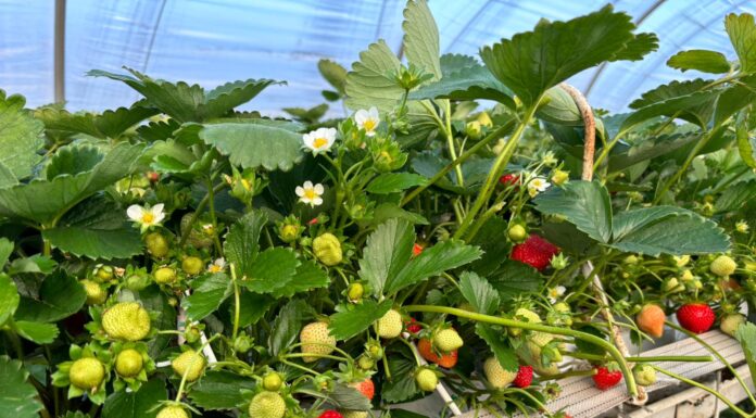 Jak w Polsce uprawiać ‘Karimę’?