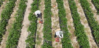 System zatrudniania pracowników z Ukrainy jest chory. Sadownicy mają dość!