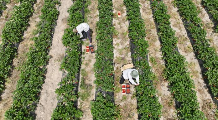 System zatrudniania pracowników z Ukrainy jest chory. Sadownicy mają dość!