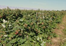 Polskie maliny są bezpieczne. Co z malinami z Ukrainy?