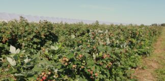 Polskie maliny są bezpieczne. Co z malinami z Ukrainy?