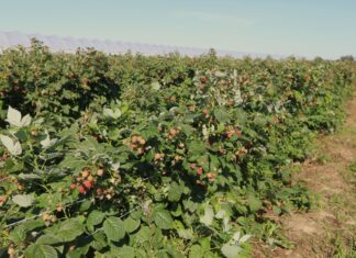 Polskie maliny są bezpieczne. Co z malinami z Ukrainy?