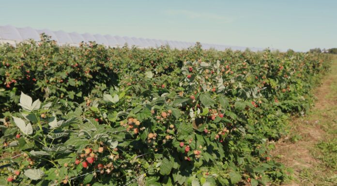 Polskie maliny są bezpieczne. Co z malinami z Ukrainy?