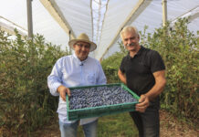 Nowe technologie w uprawie borówki. Tu nie ma drogi na skróty