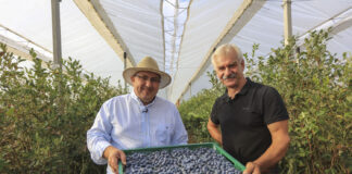 Nowe technologie w uprawie borówki. Tu nie ma drogi na skróty