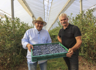 Nowe technologie w uprawie borówki. Tu nie ma drogi na skróty