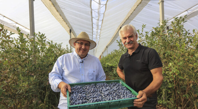 Nowe technologie w uprawie borówki. Tu nie ma drogi na skróty