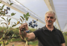 Borówka poszukiwana na rynku. 40 zł dla plantatora!