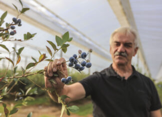 Borówka poszukiwana na rynku. 40 zł dla plantatora!