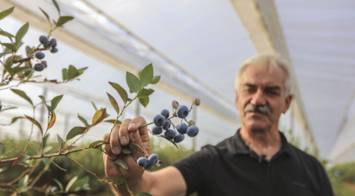 Borówka poszukiwana na rynku. 40 zł dla plantatora!