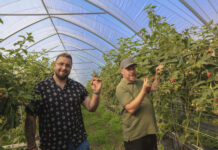 Imponujące plony malin deserowych. Czy będzie +30 ton z hektara?