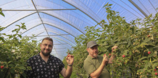 Imponujące plony malin deserowych. Czy będzie +30 ton z hektara?