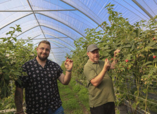 Imponujące plony malin deserowych. Czy będzie +30 ton z hektara?