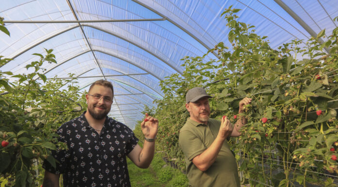 Imponujące plony malin deserowych. Czy będzie +30 ton z hektara?