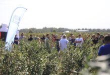 Owoce premium, nowe odmiany i technologie uprawy borówki. To było na Borówkowym Factory 2024