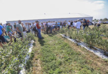 Borówkowe Factory 2025 – podsumowanie sezonu i ocena doświadczeń