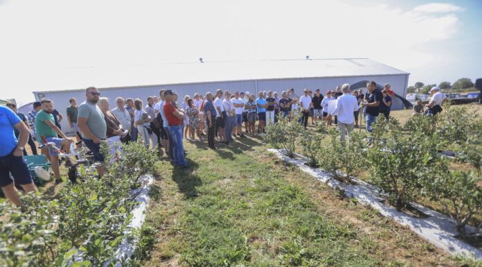 Borówkowe Factory 2025 – podsumowanie sezonu i ocena doświadczeń