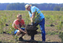 Borówki 100 dni od posadzenia. Nie spodziewali się takiego efektu!