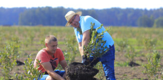 Borówki 100 dni od posadzenia. Nie spodziewali się takiego efektu!